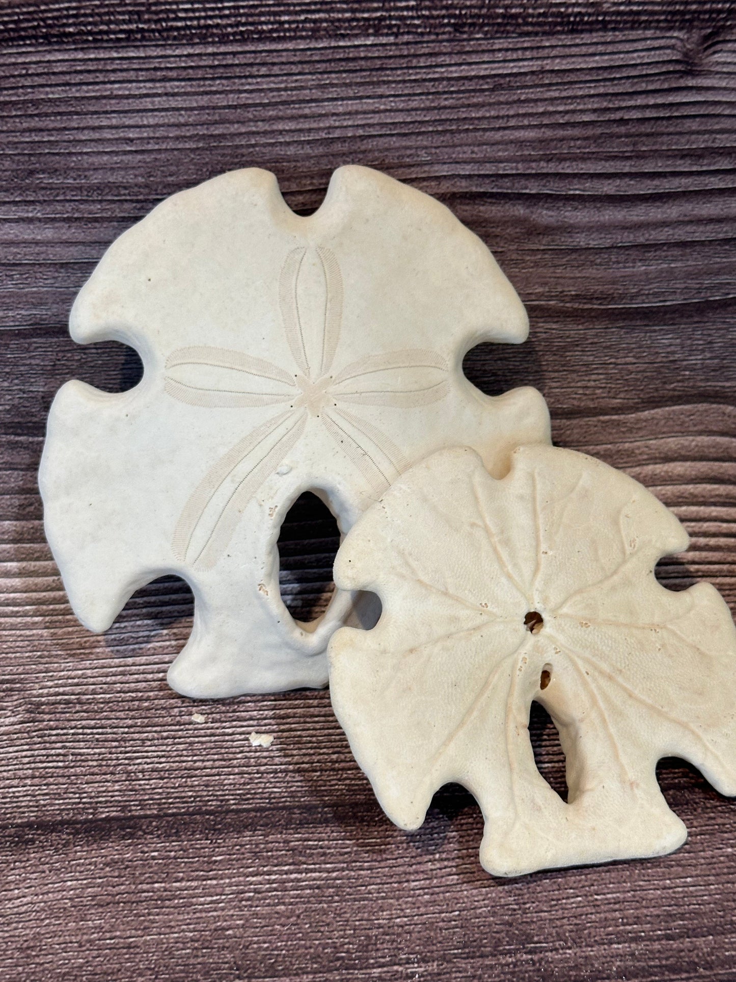 Ivory Mexican Keyhole Sand Dollar