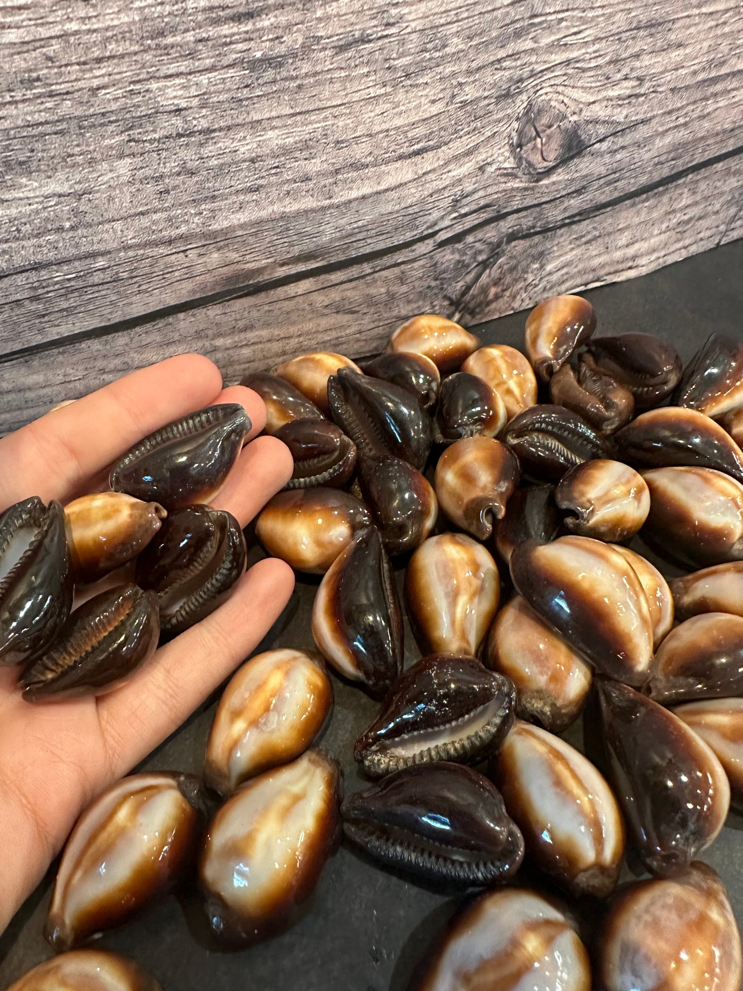 Onyx Cowrie Shells 1" Erronea onyx