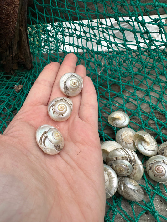Giant Pearl Umbonium Shell