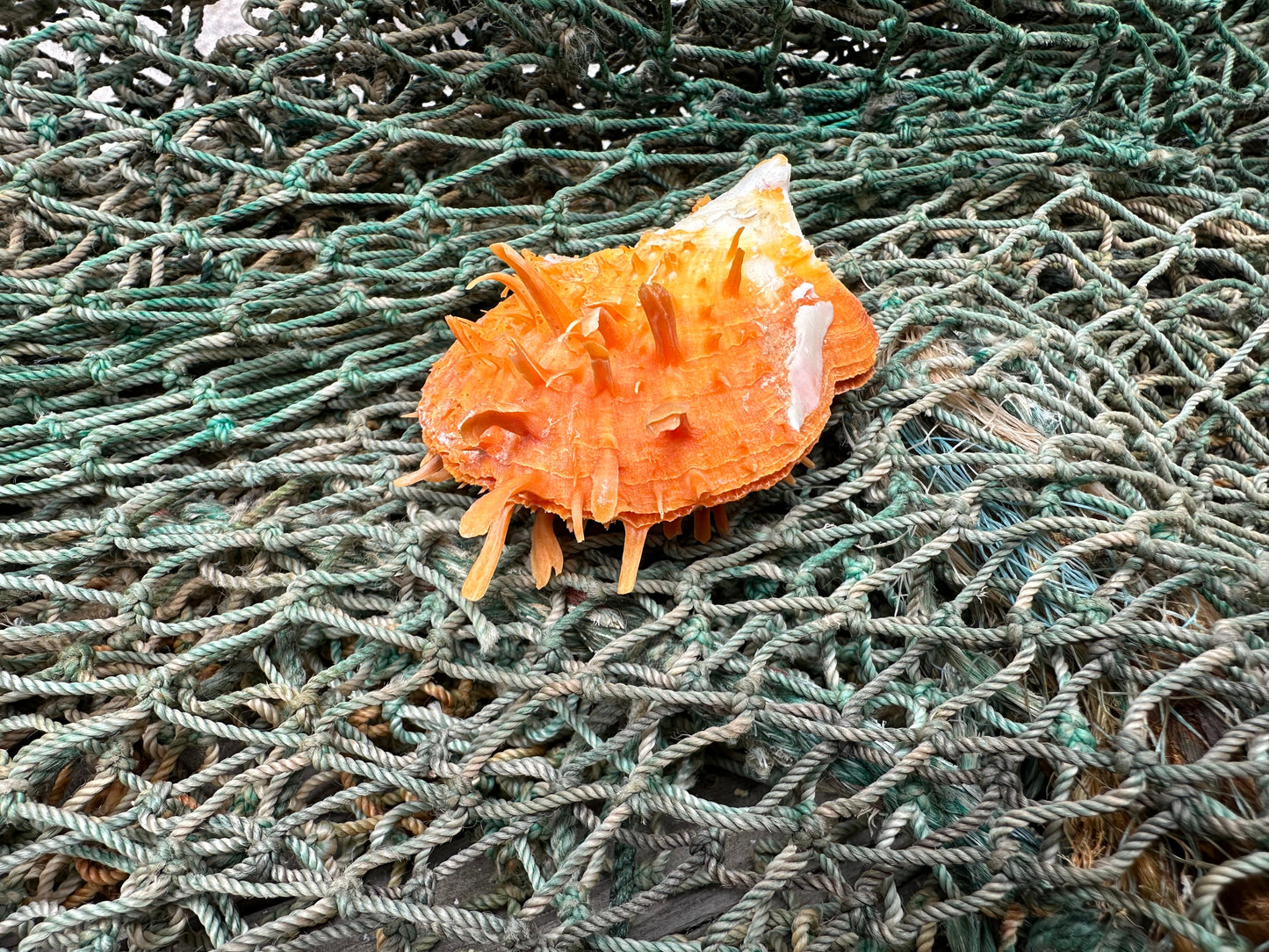 Spiny Orange Spondylus Shell 2.5"x2.5" | Bold Display Shell with Natural Texture