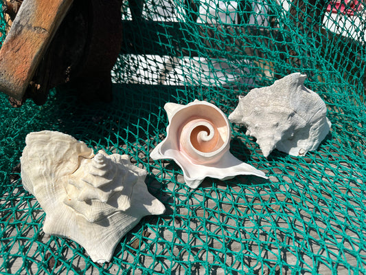 Top Cut of Large Pink Conch Shell