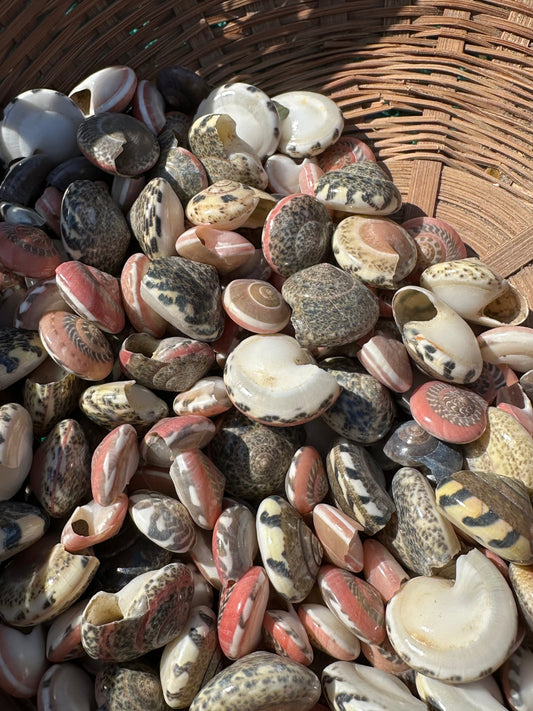 Umbonium vestiarium Inch and Under Lot of Seashells