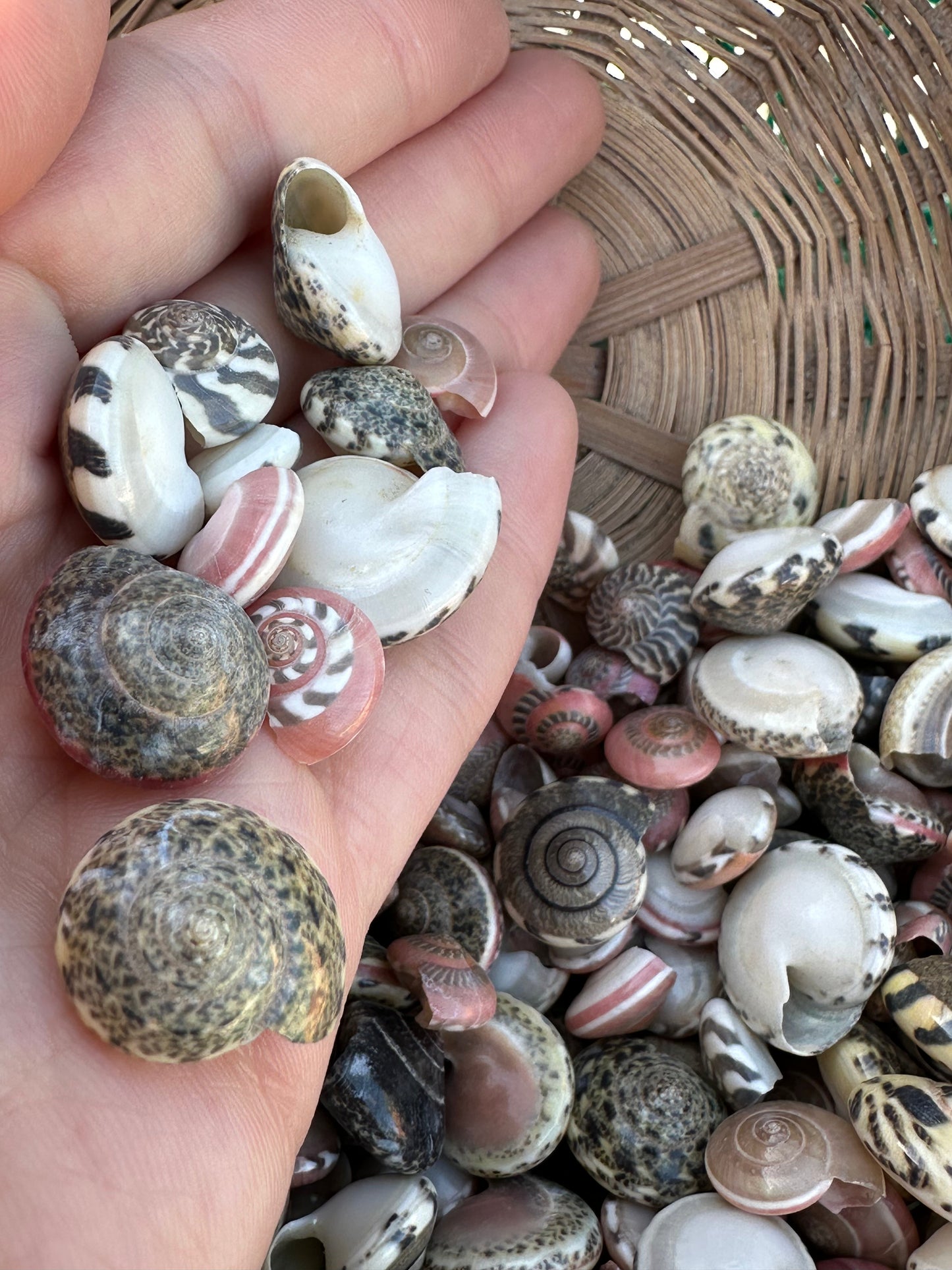 Umbonium vestiarium Inch and Under Lot of Seashells