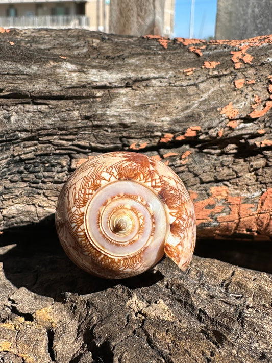 Tent Olive - Oliva porphyria