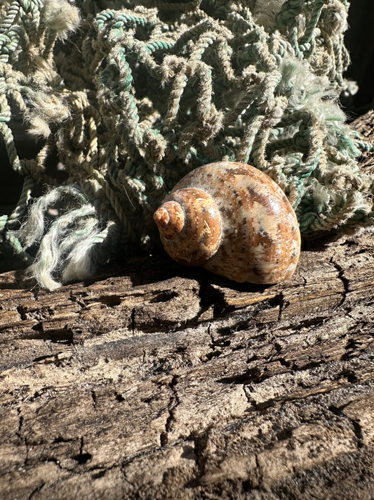 Snakeskin Turbo with Operculum - Turbo sarmaticus