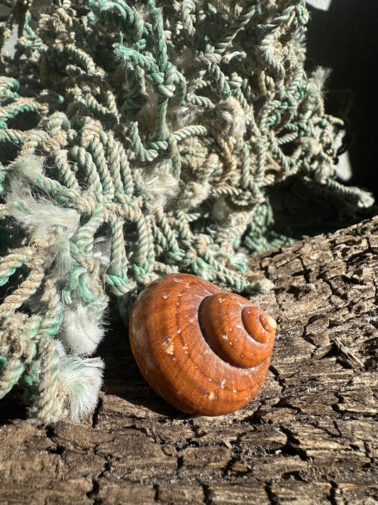 Snakeskin Turbo with Operculum - Turbo sarmaticus