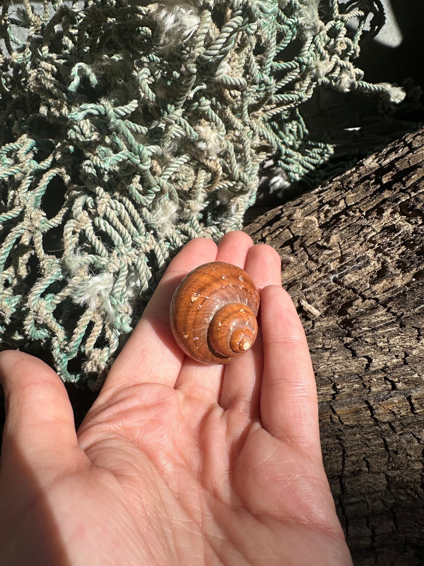 Snakeskin Turbo with Operculum - Turbo sarmaticus