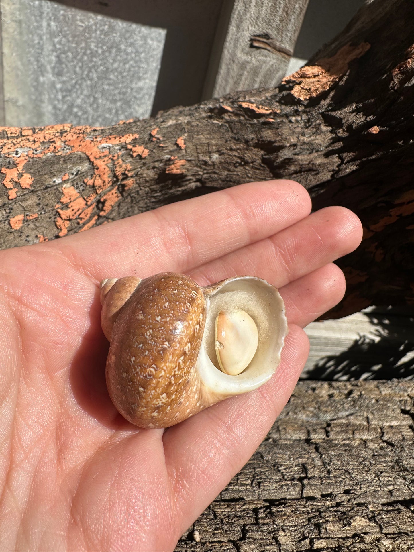 Snakeskin Turbo with Operculum - Turbo sarmaticus