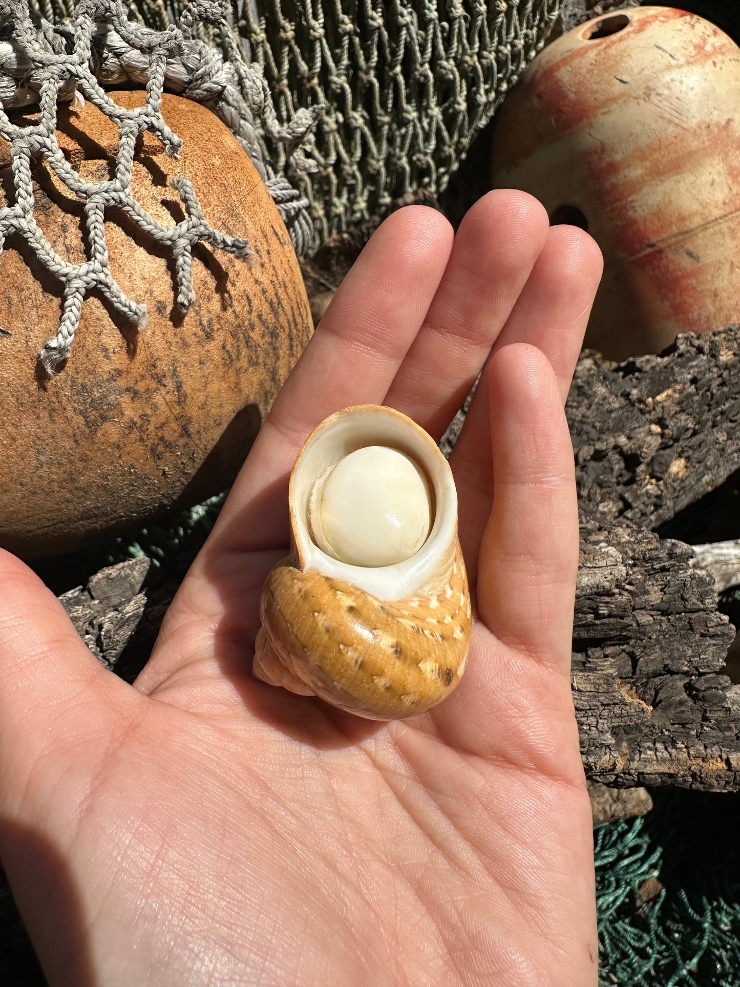 Snakeskin Turbo with Operculum - Turbo sarmaticus