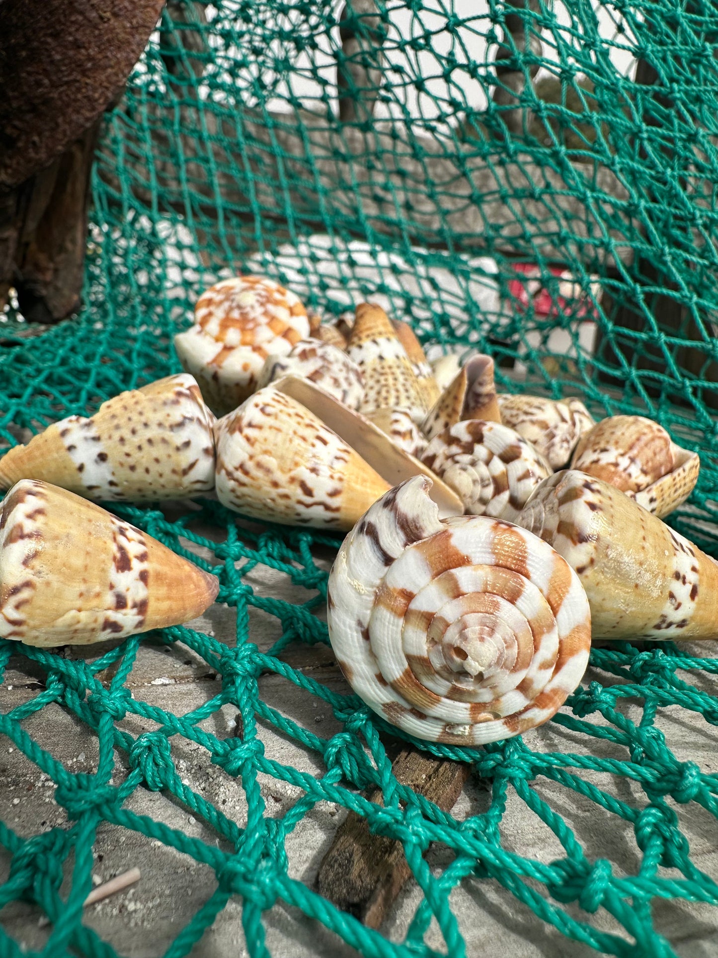 Captain's Cone - Conus capitaneus