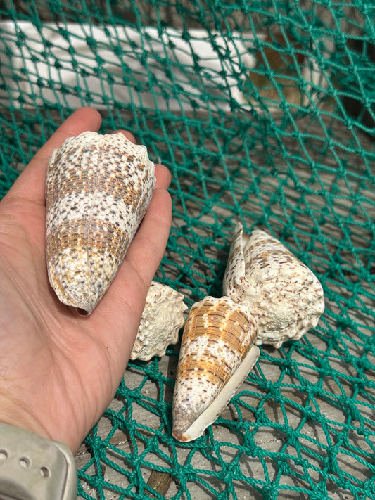 Imperial Cone Shell Display – Conus imperialis 2–3" or 3–4" Coastal Accent