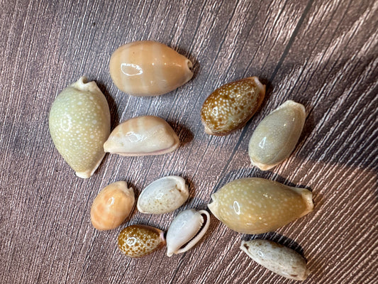 Assorted Cowrie Shells