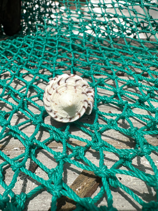 The General Cone Shell- Conus generalis