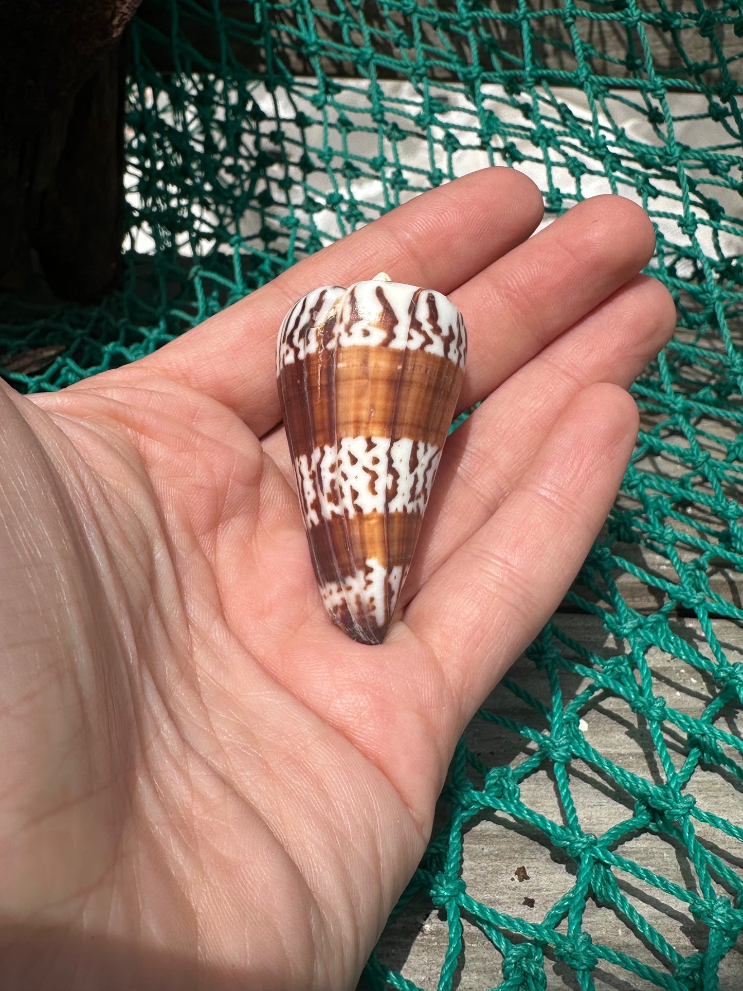 The General Cone Shell- Conus generalis