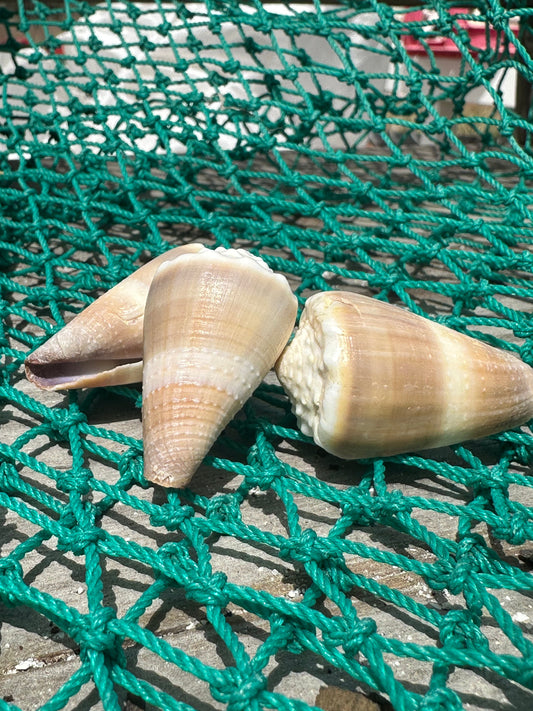 Livid Cone - Conus lividus