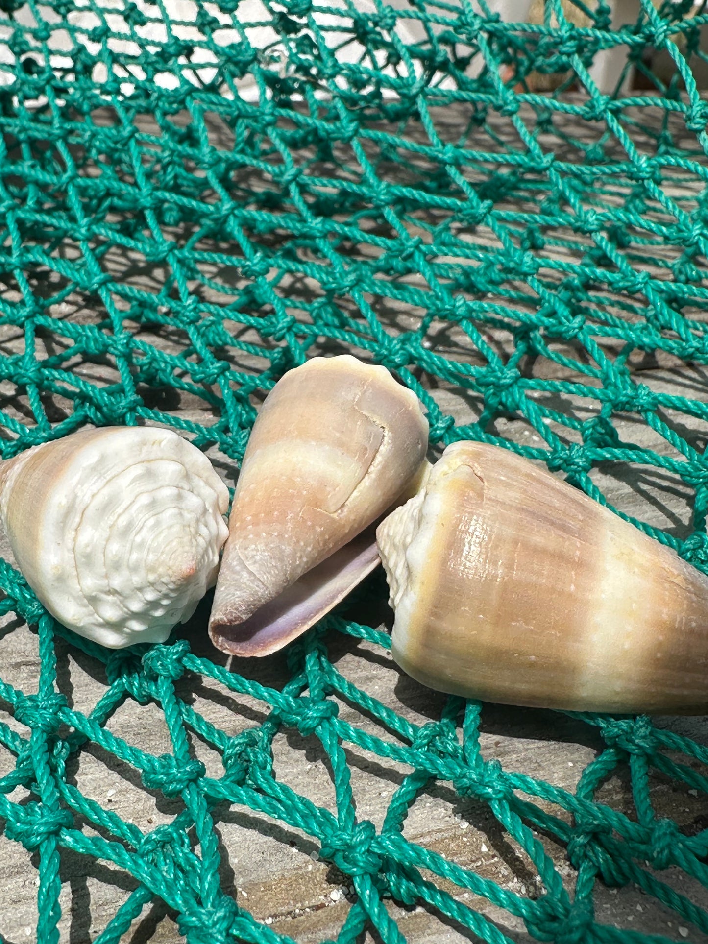 Livid Cone - Conus lividus