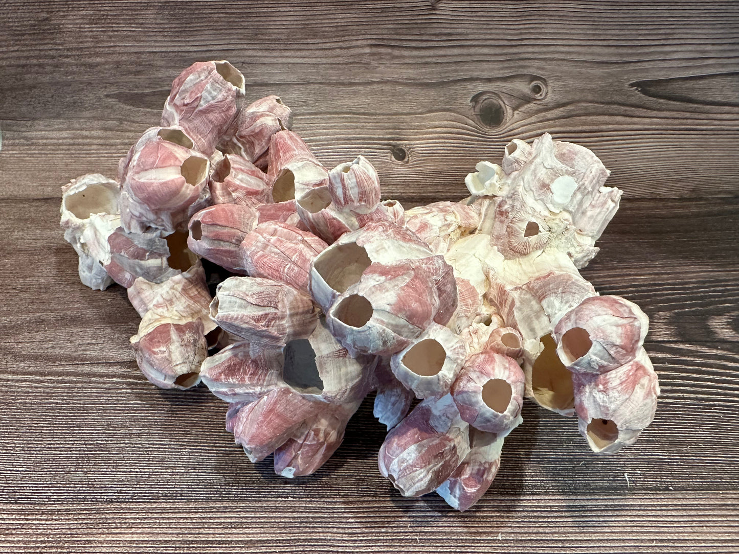 Gulf of America Barnacles 5-7" Clusters