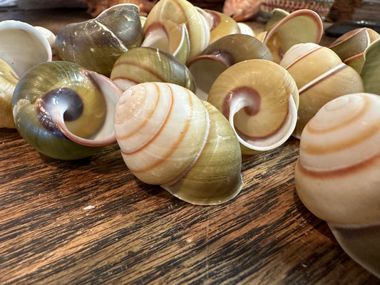 Helicostyla florida Land Snail