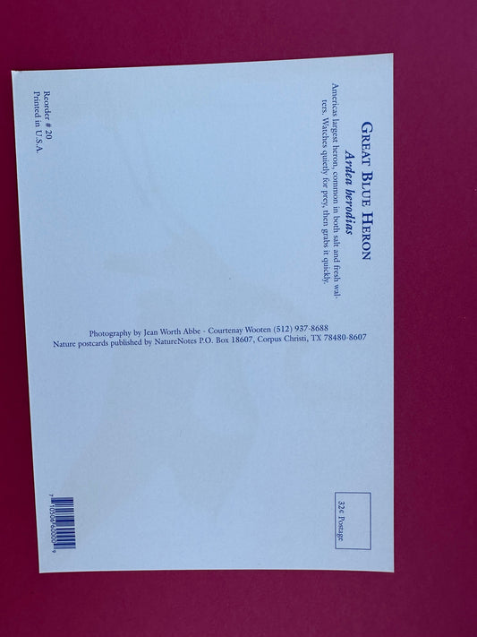 Vintage Great Blue Heron Postcard