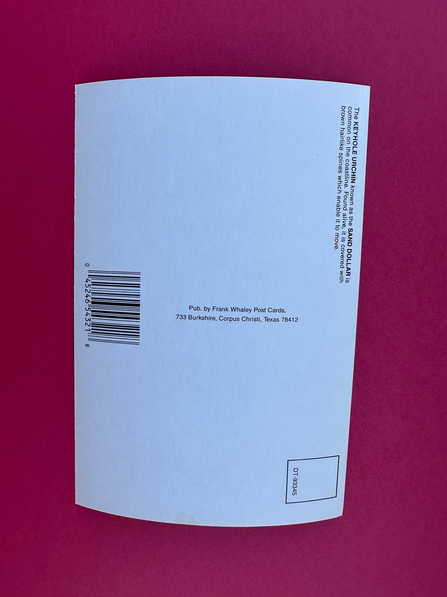 Vintage Sand Dollar Postcard