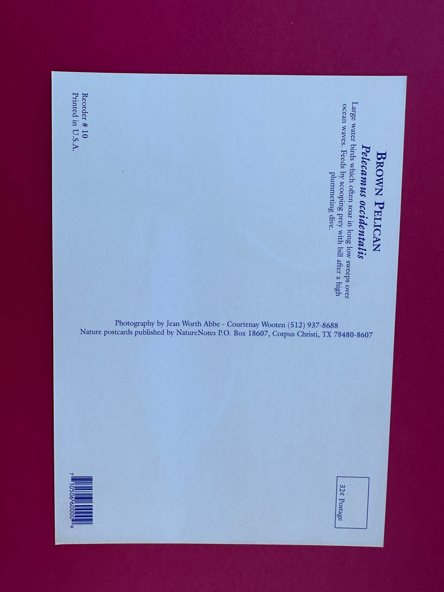 Vintage Brown Pelican Postcard