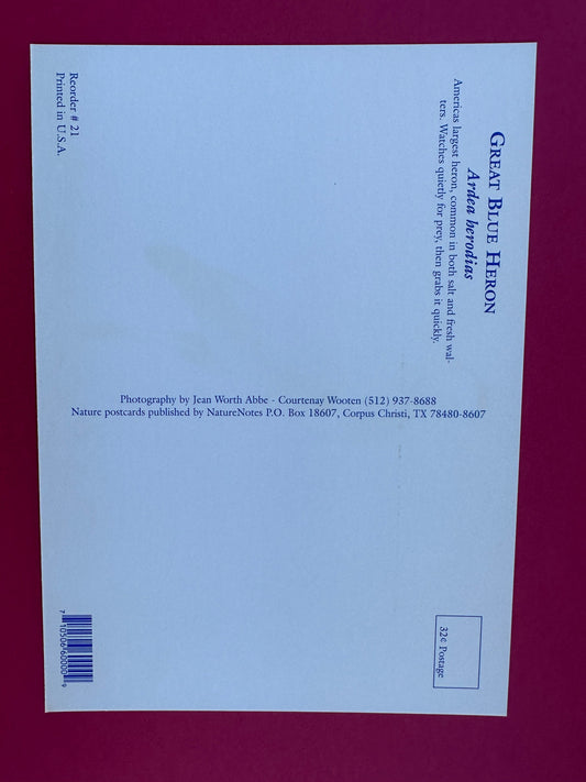 Vintage Great Blue Heron Postcard