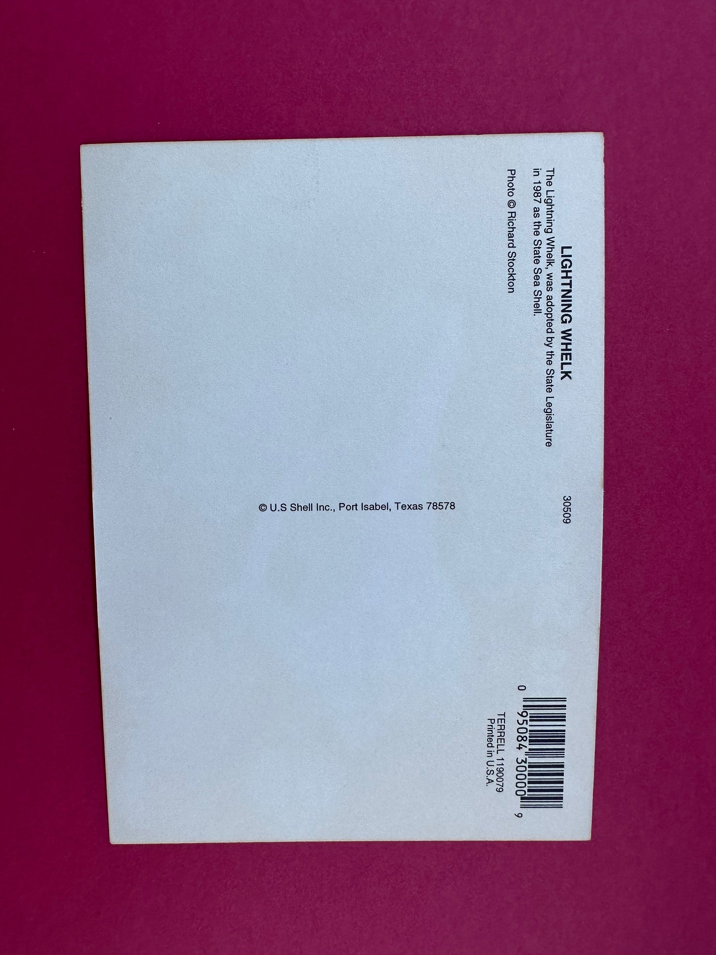 Vintage Lightning Whelk Postcard