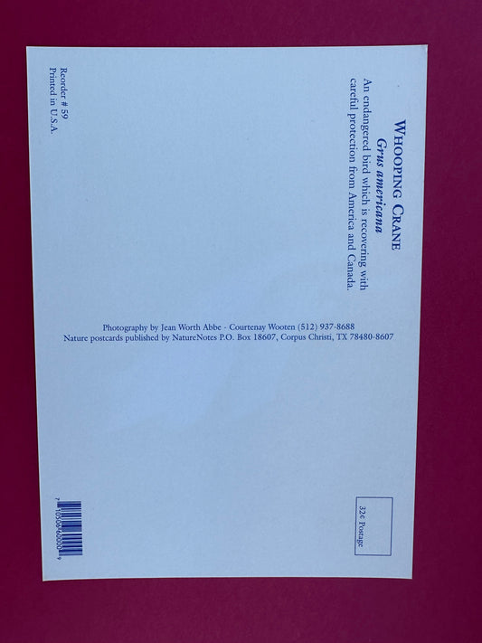 Vintage Whooping Crane Postcard