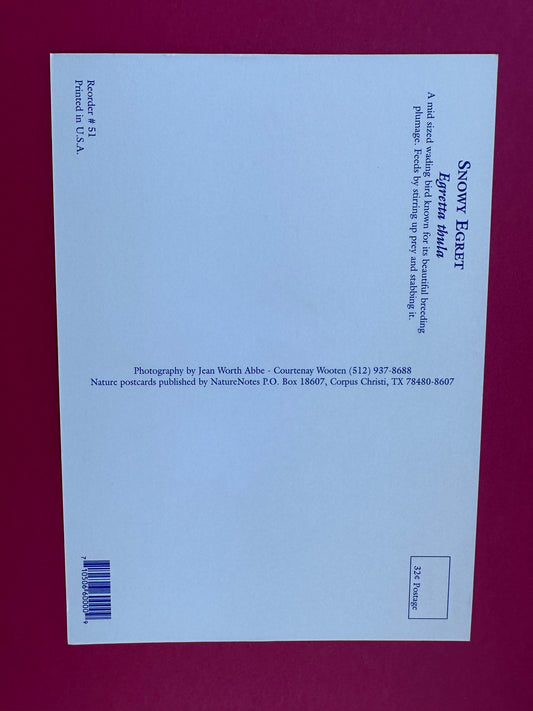 Vintage Snowy Egret Postcard