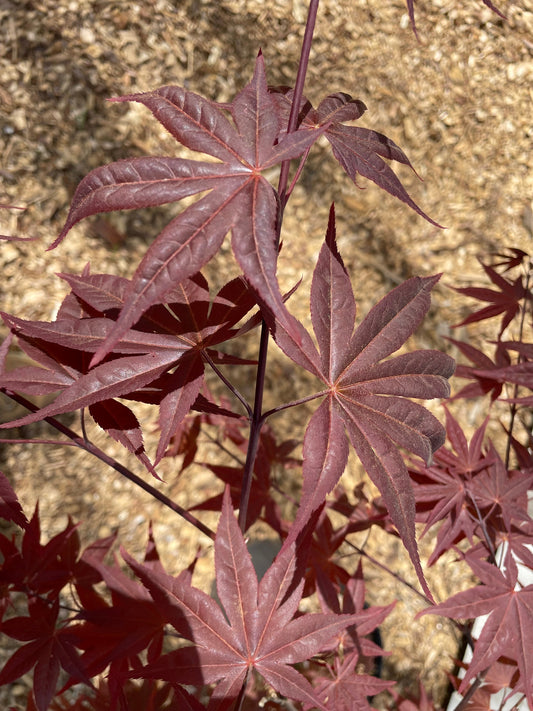 Acer palmatum 'Red Spray' Japanese Maple Tree