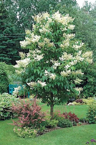 Japanese Lilac Tree ( Syringa reticulata )