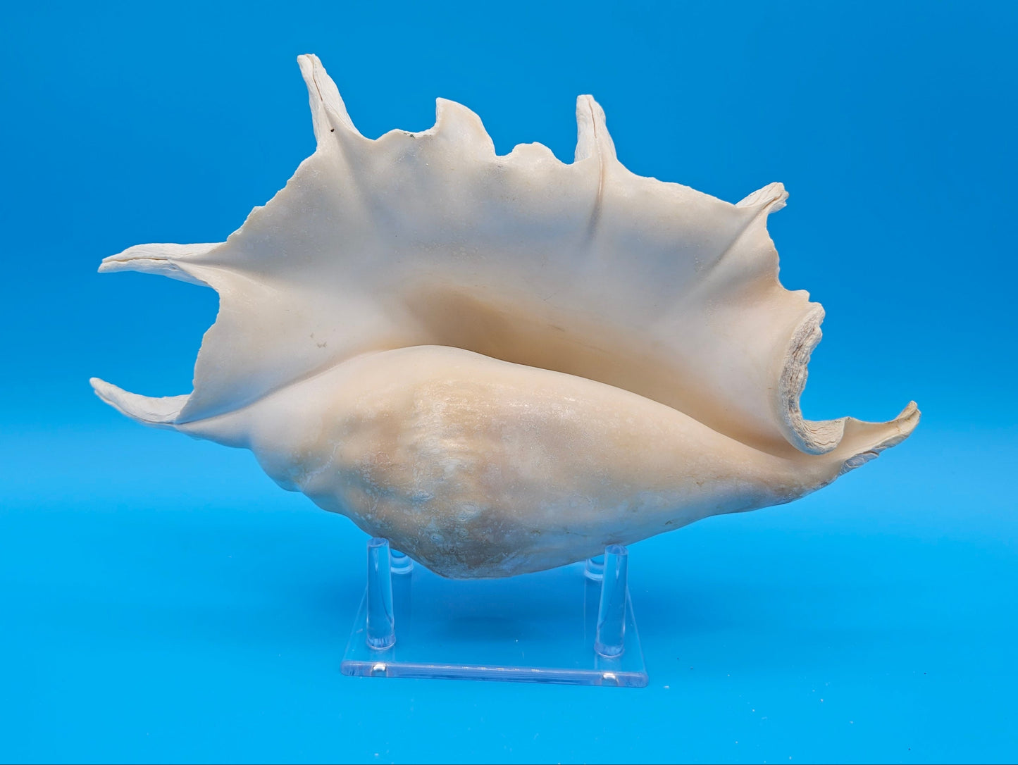 White Lambis Truncata Shell (Lambis truncata) – 12.75"