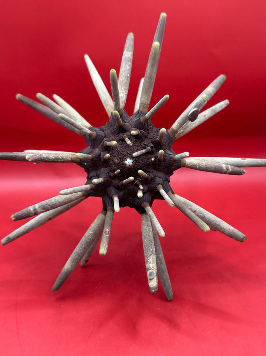 Club Urchin with Spines – Phyllacanthus parvispinus, 9"