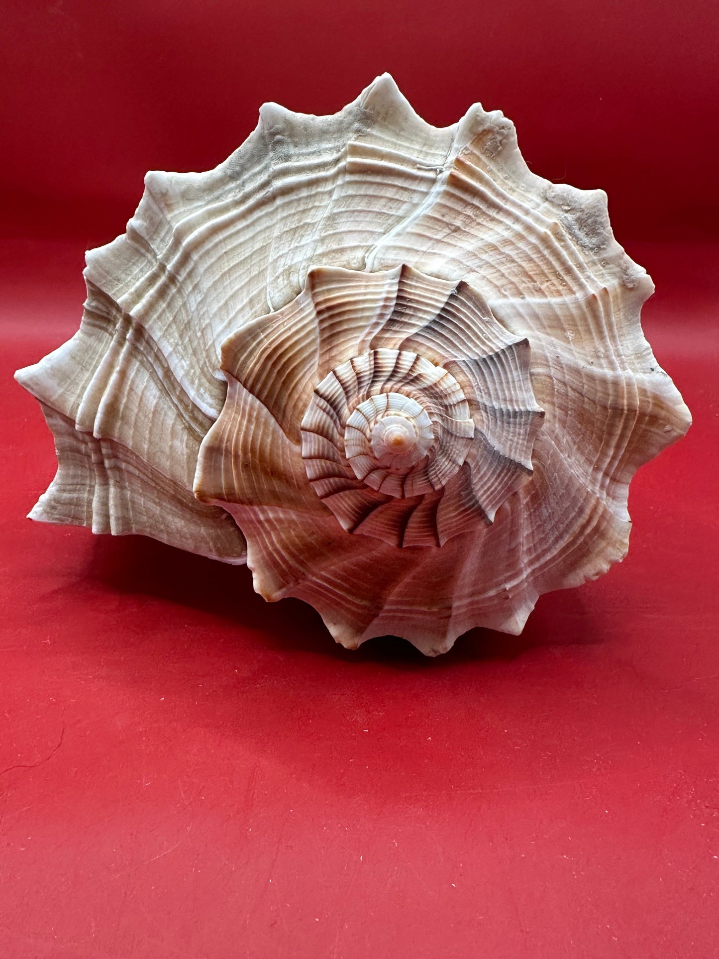 Large Lightning Whelk Display Shell 10" – Coastal Home Decor Busycon perversum pulleyi