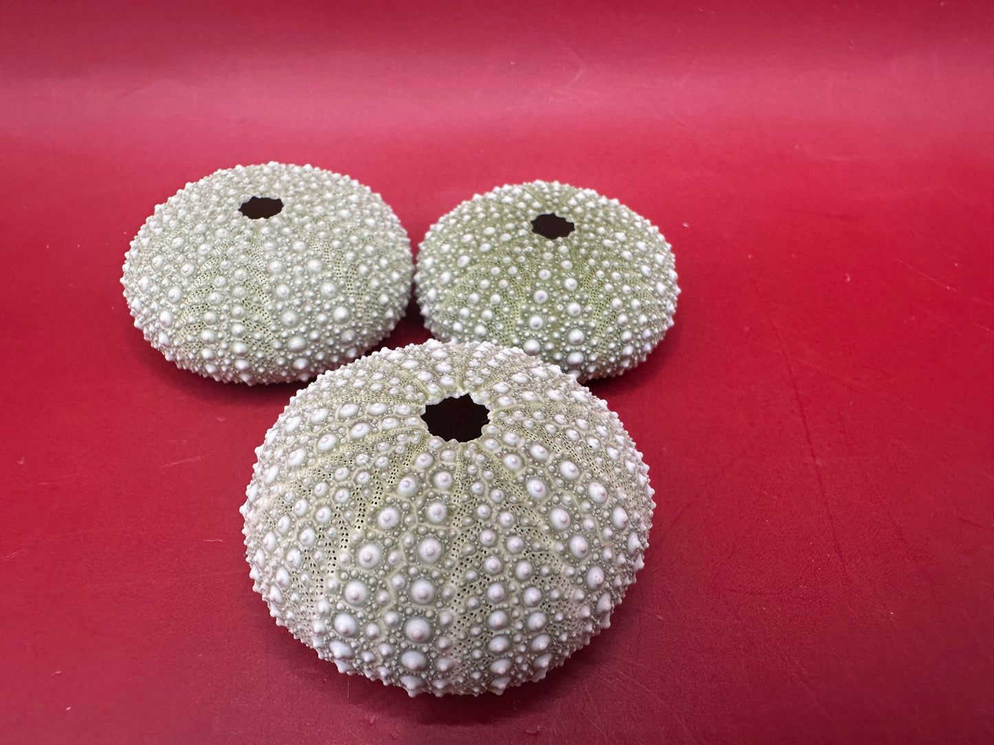 Mexican Green Urchin (Lytechinus variegatus) – 1–2"