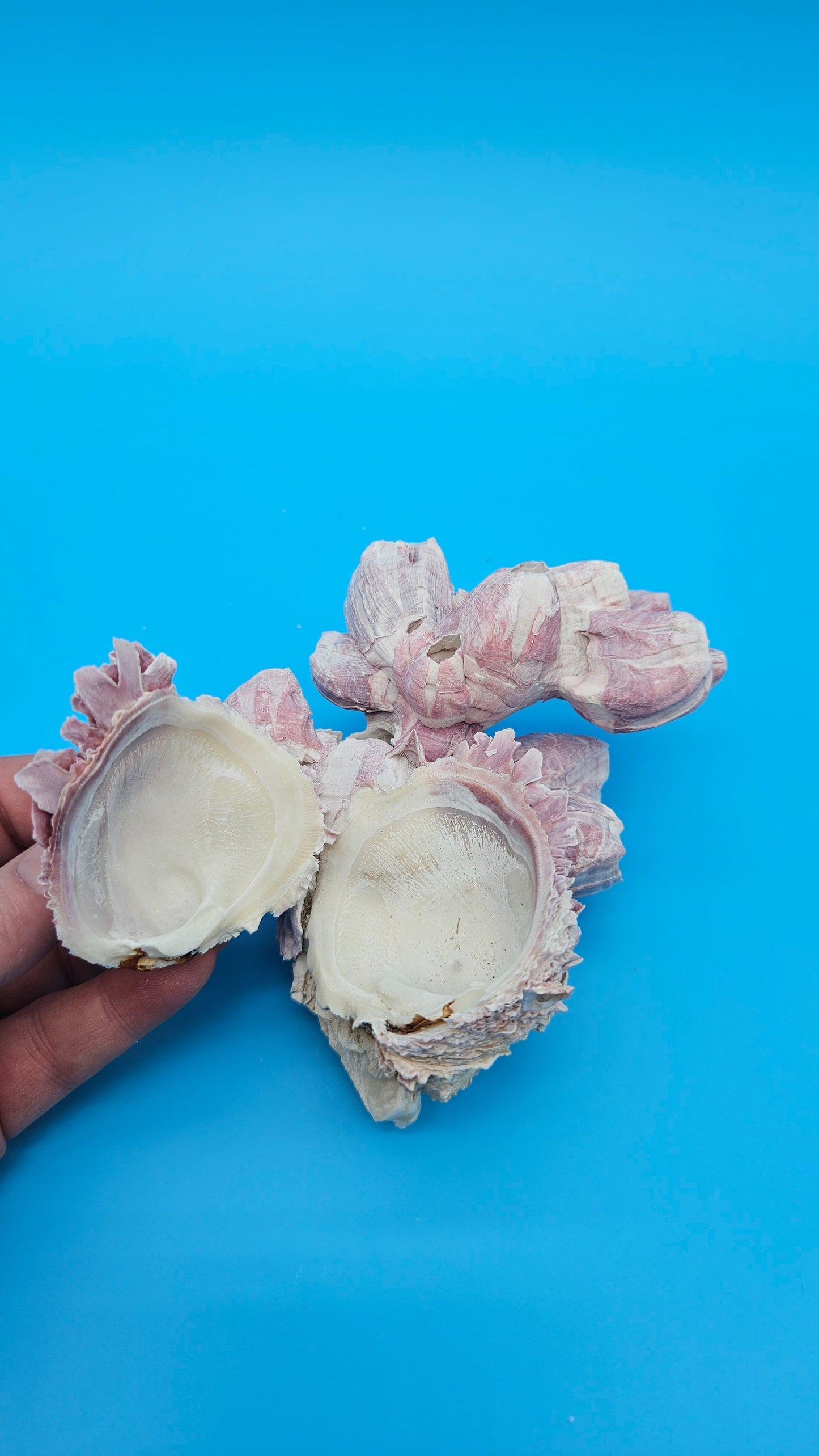 Barnacle with Jewel Box Shell Display – Premium Coastal Home Decor Specimen 5x4x2.5