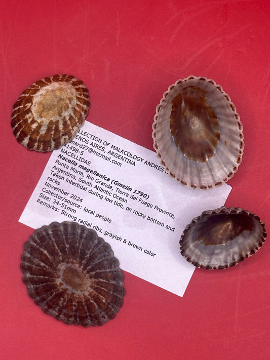 Set of 4 Nacella magellanica Limpet Display Shells – Documented Coastal Specimens from Argentina