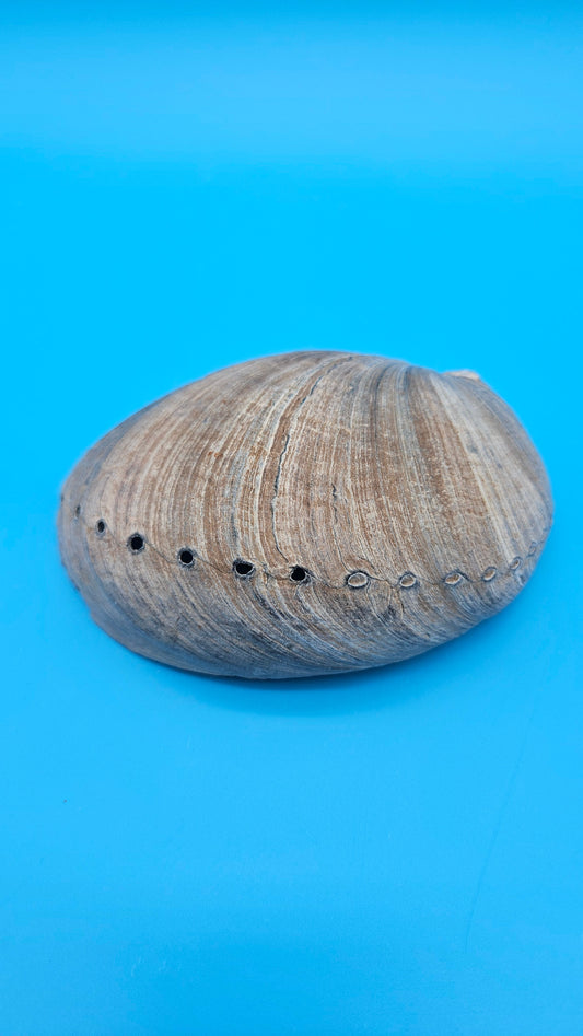 Black Abalone Shell Display – Haliotis cracherodii 5.1"