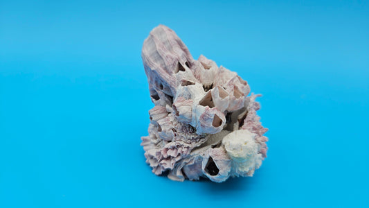 Barnacle with Jewel Box Display – Small Coastal Decor Specimen