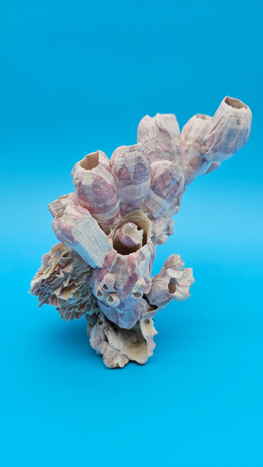 Barnacle Bloom with Scallop Display – Natural Coastal Home Decor Specimen