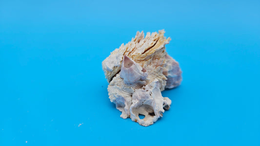 Barnacle with Jewel Box Shell Display – Premium Coastal Decor Specimen 3x2x1.5