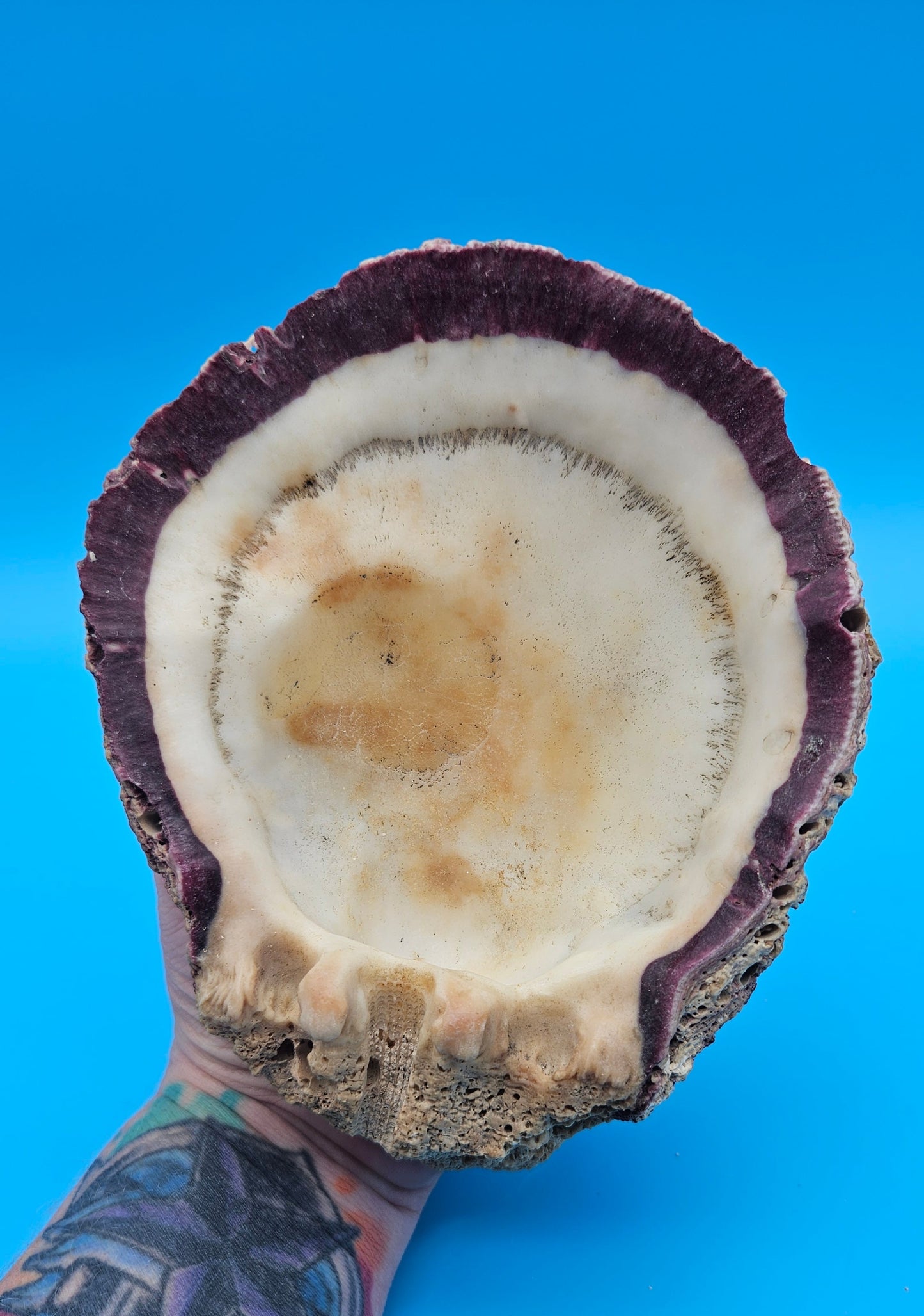 Large Rock Scallop Crassadoma gigantea Display Shell – 6.6"