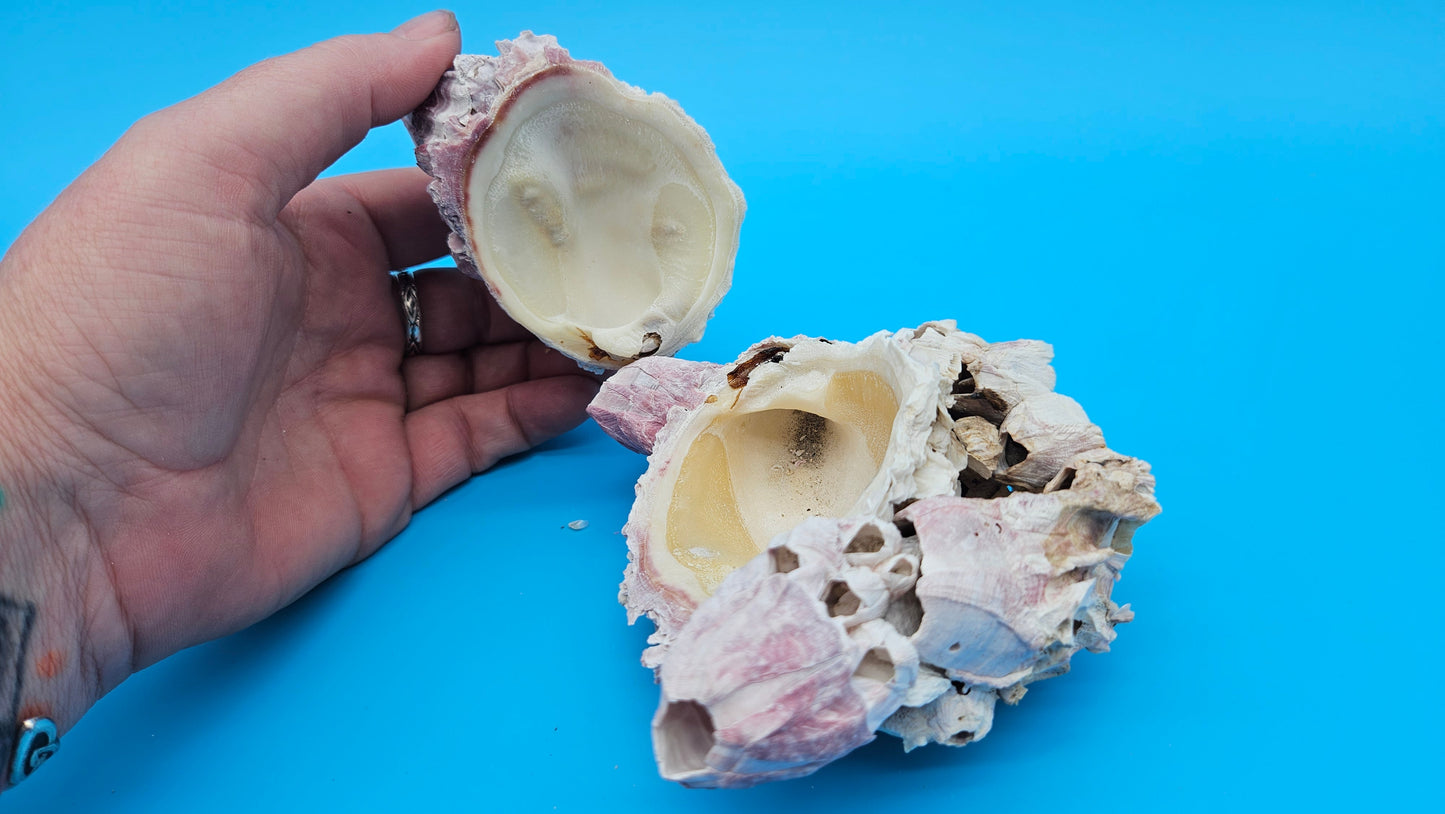 Barnacle with Jewel Box Shell Display – Premium Coastal Decor Specimen 4x2.5x3