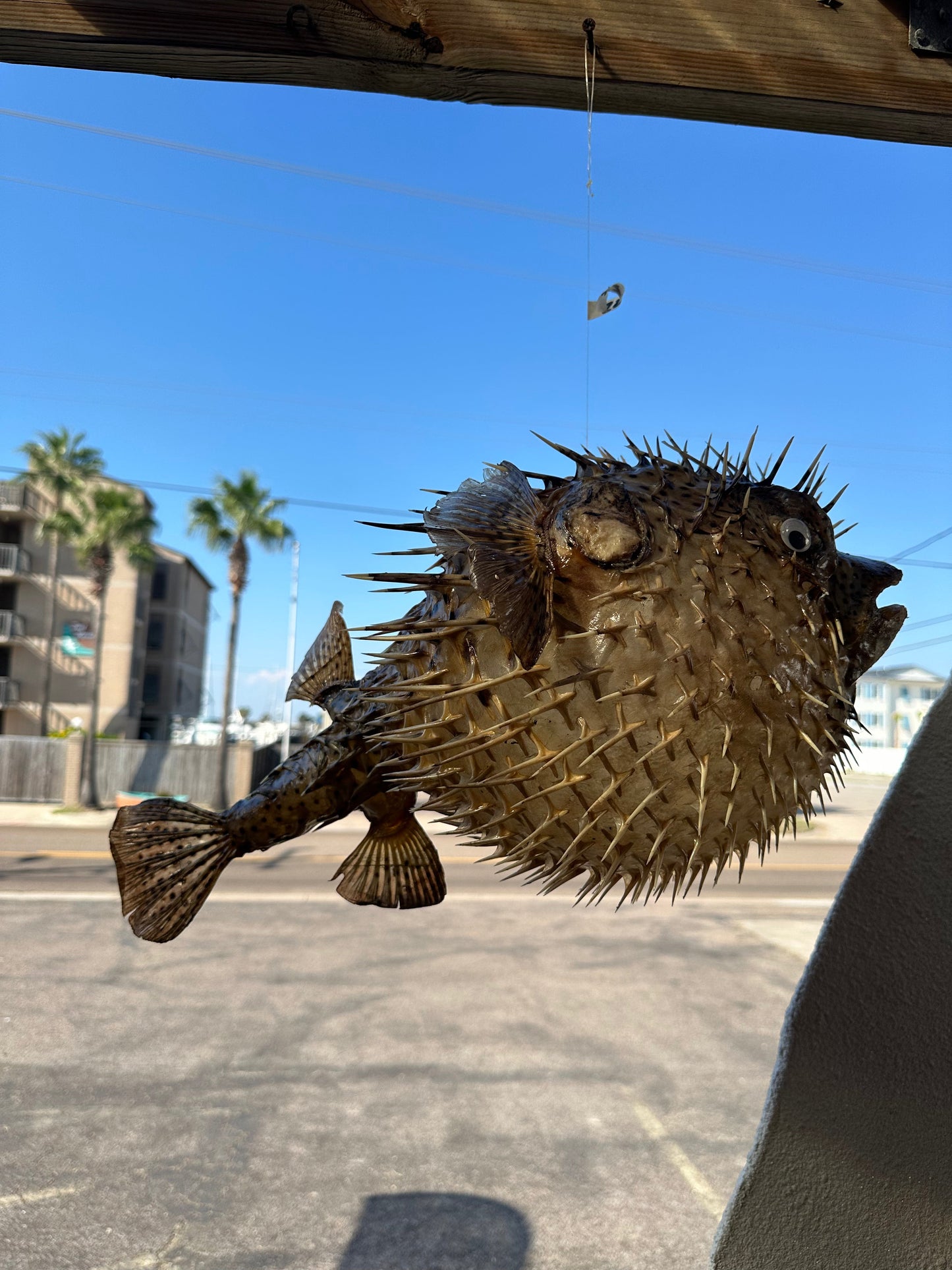Spiny Puffer Fish Display – 22" Diodon hystrix Coastal Sea Life Decor