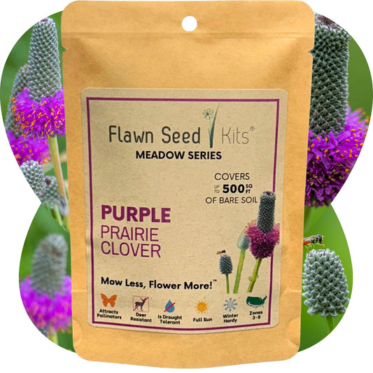 Purple Prairie Clover Seed