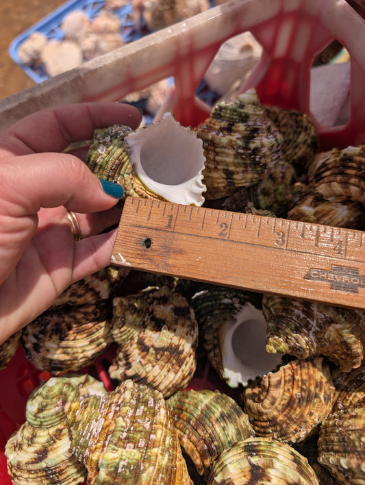 Large Jade Green Turbo