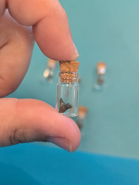 Mini Fossilized Shark Tooth in Glass Bottle with Cork