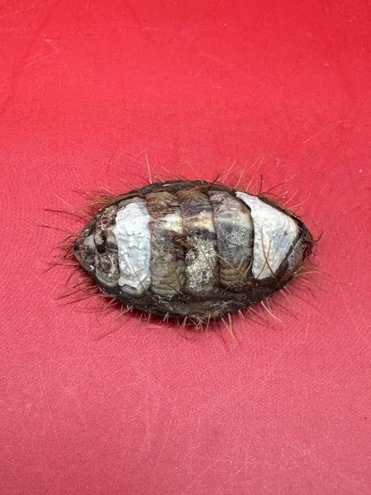 Small Plaxiphora aurata Chiton Display Shell – Documented Specimen from Argentina