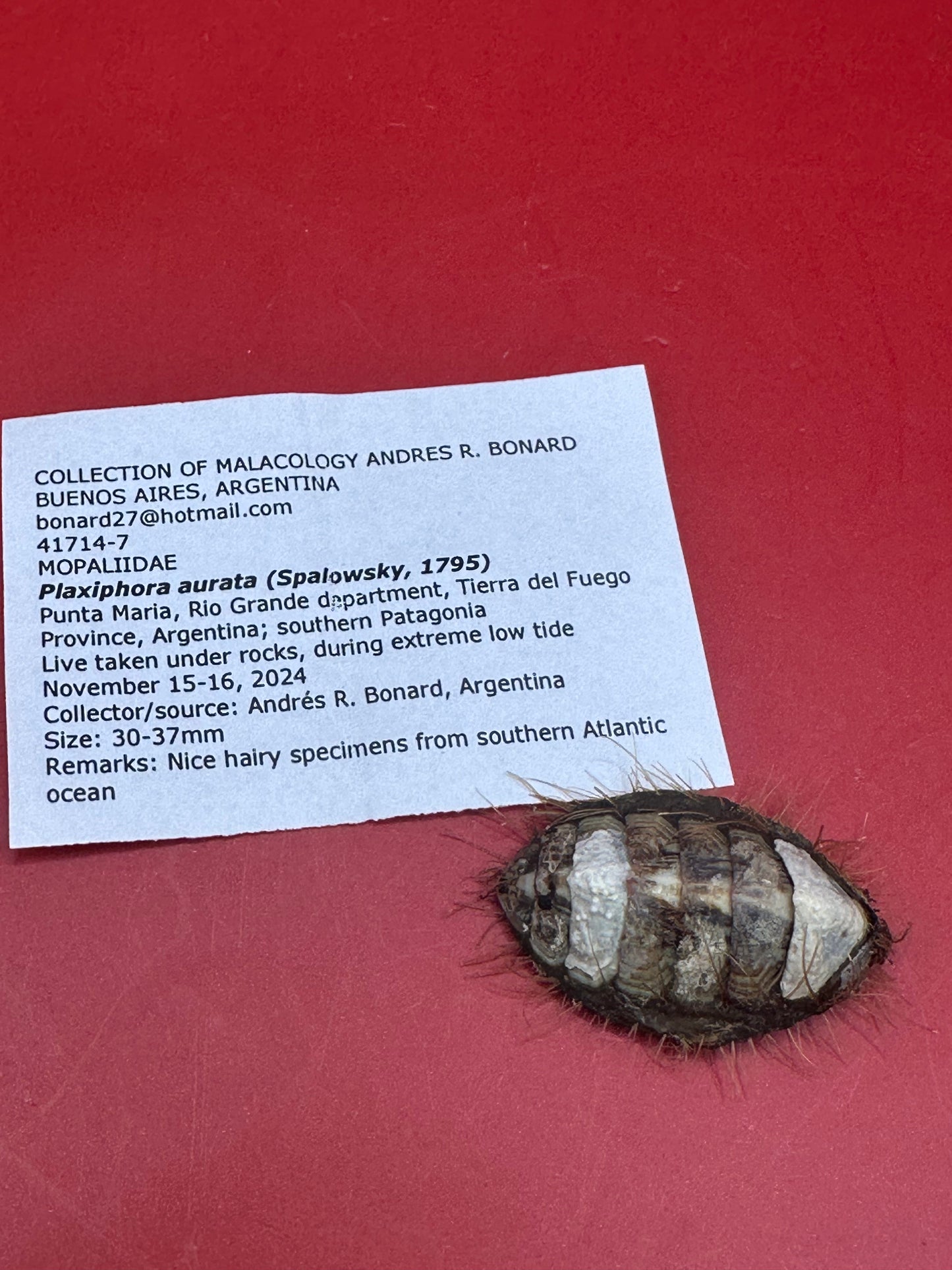 Small Plaxiphora aurata Chiton Display Shell – Documented Specimen from Argentina