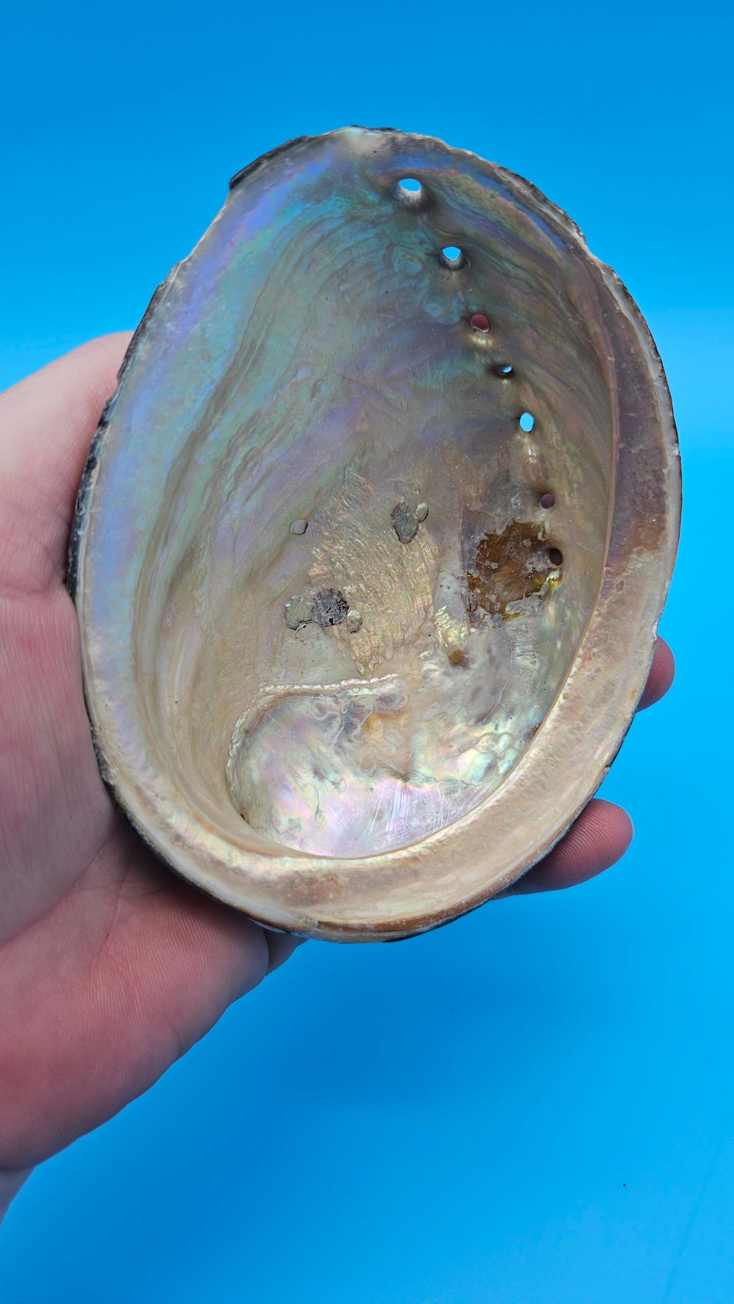 Black Abalone Shell Display – Haliotis cracherodii 4.5